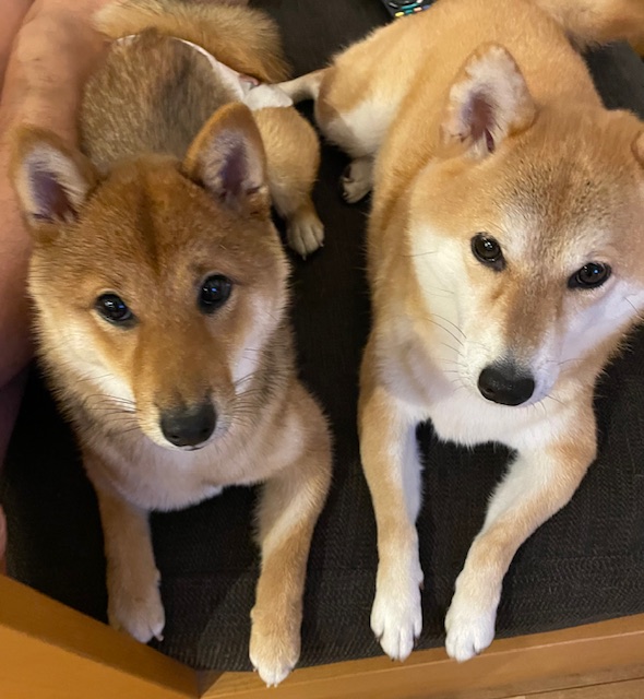 毎日癒されております（築和・木奈子）柴犬