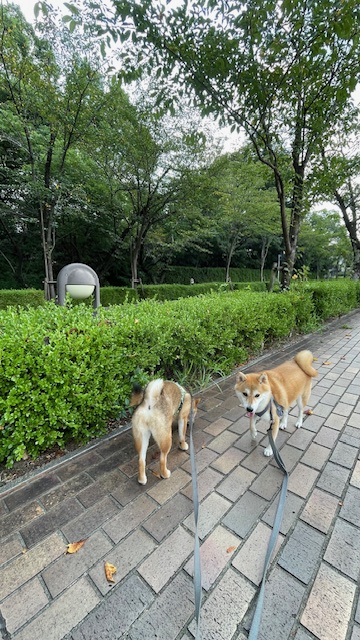 公園へ散歩へ行って来ました！（半田市）