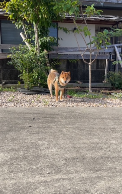 朝の日課？（柴犬・木奈子）