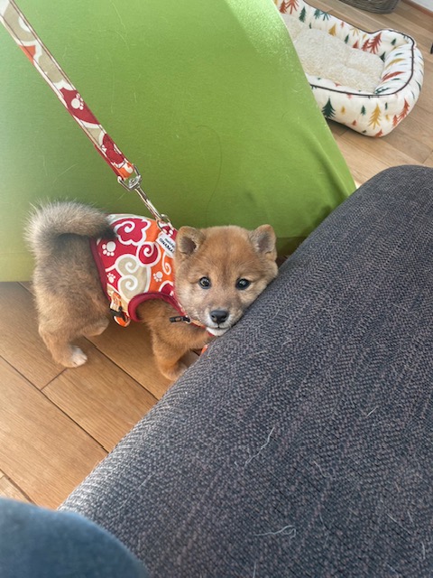 ペットと暮らしてみませんか？✨