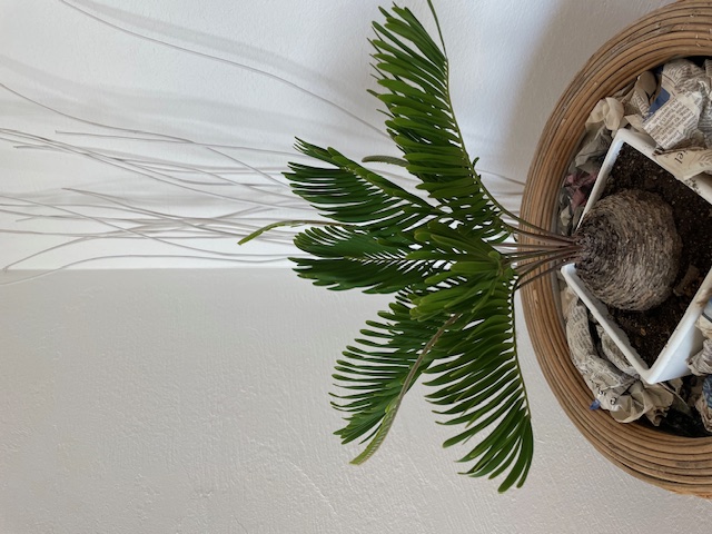 新芽がでてきました✨（観葉植物）