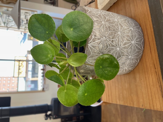 感謝の伝え方✨