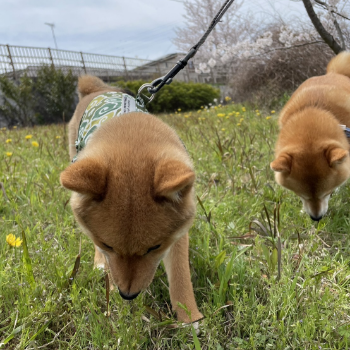 きなこ　写真