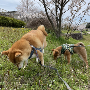 きなこ　写真