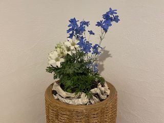 少し早い母の日の贈り物✨