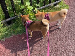 毎日の日課✨（ちくわ＆きなこ）