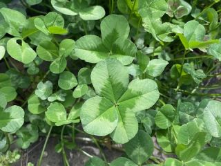 四つ葉のクローバー🍀